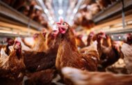 Größter US-Frisch-Eierproduzent stoppt Produktion in texanischem WerkErinnern Sie sich