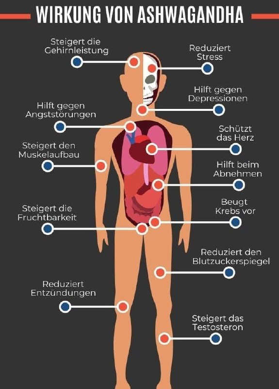 Ashwagandha (Withania somnifera) ist eine Pflanze aus der Familie