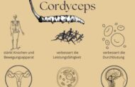 Der Cordyceps enthält Polysaccharide. Sie sind hauptsächlich für die
