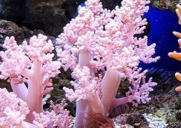 Durch den Konsum zu vieler säurebildende Mineralstoffe sind die