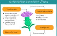 Schon lange ist die Mariendistel als Leber-Heilpflanze bekannt. Ihr