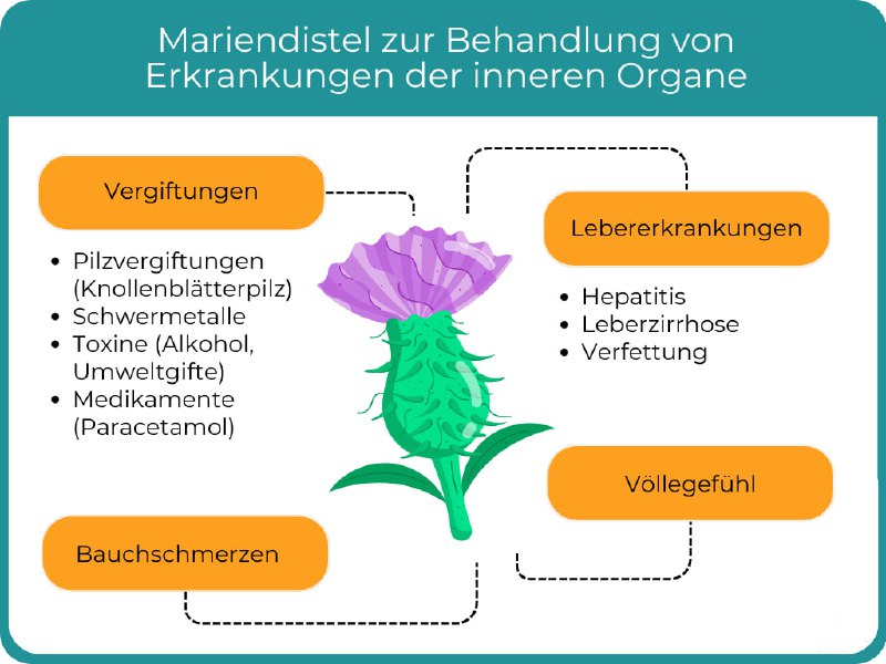 Schon lange ist die Mariendistel als Leber-Heilpflanze bekannt. Ihr