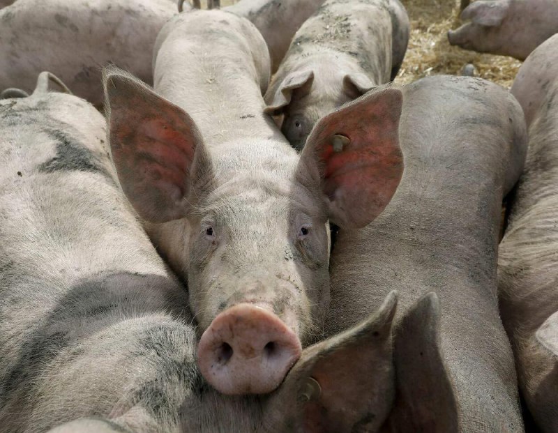 Schon wieder: Stallbrand in Bayern: 900 Schweine tot Darüber