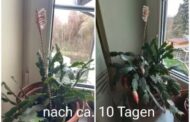 Unser Weihnachtskaktus, der erst vor wenigen Wochen, zur Weihnachtszeit