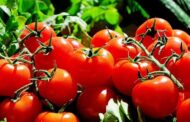 Sensation: Tomaten können Krebs heilen!ð¥Das in Tomaten enthaltene Carotinoid
