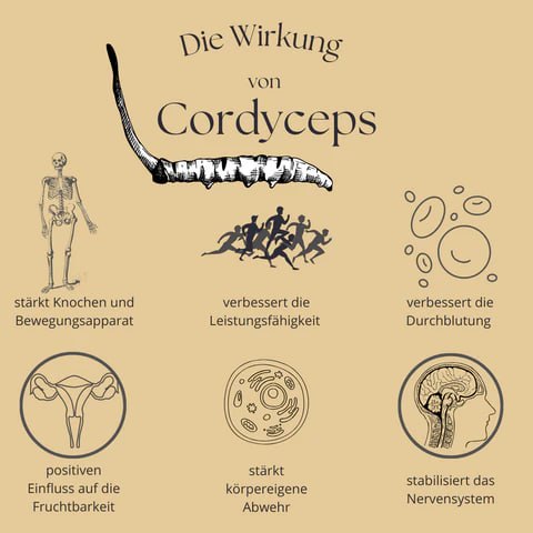 Der Cordyceps enthält Polysaccharide. Sie sind hauptsächlich für die