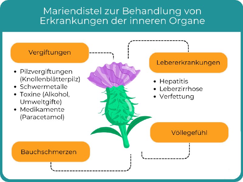 Schon lange ist die Mariendistel als Leber-Heilpflanze bekannt. Ihr