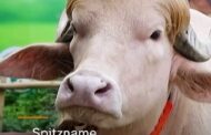 Der umstrittene zwangsfinanzierte Sender ZDF verschweigt regelmäßig Messerattacken und