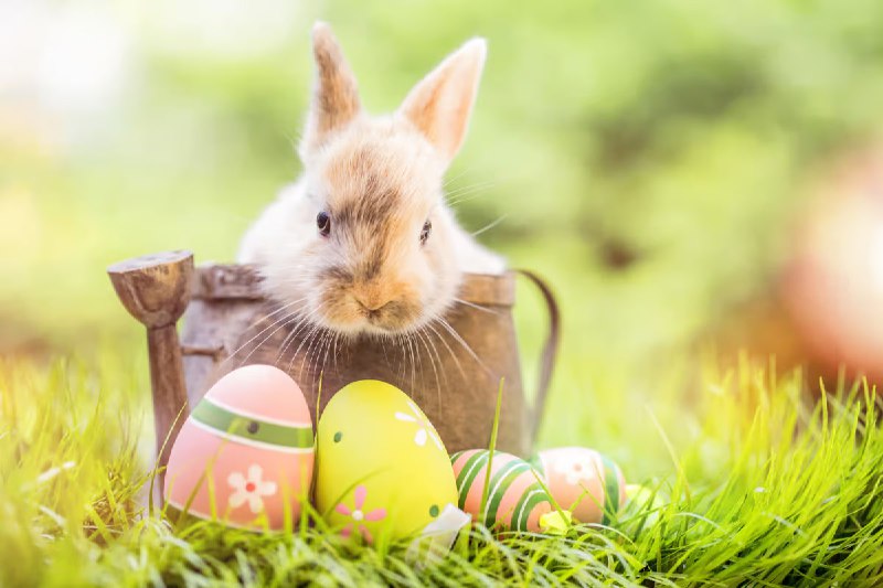 Wir wünschen allen Abonnenten ein frohes Osterfest! Nutzen Sie